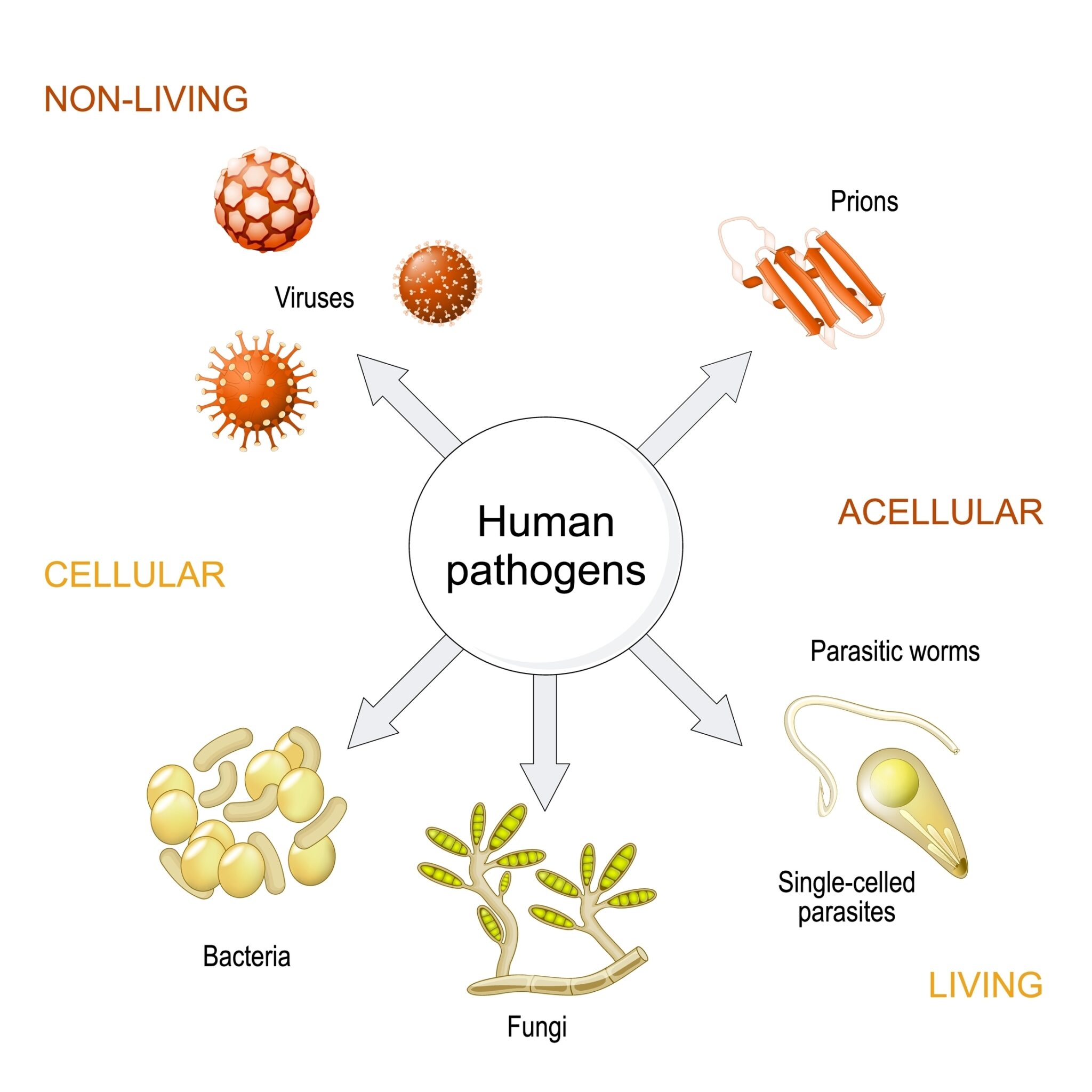 Key Pathagons How Pathogens Spread and the 4 Key Transmission Methods | Total ...